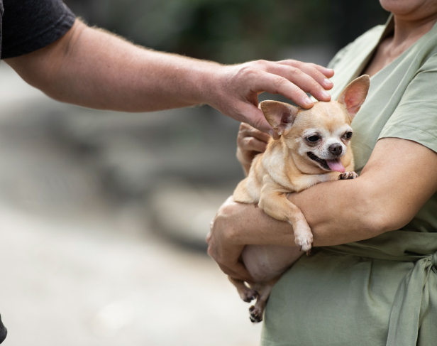 Sala de despedida para mascotas en Málaga - Cremasol